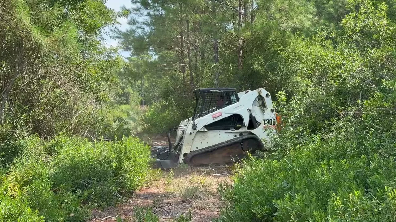 Bobcat T300 compact track loader with a forestry mulcher head at the edge of thick green brush under pines in South Carolina