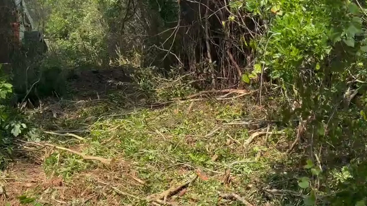 Land Clearing in Sunset Beach, NC