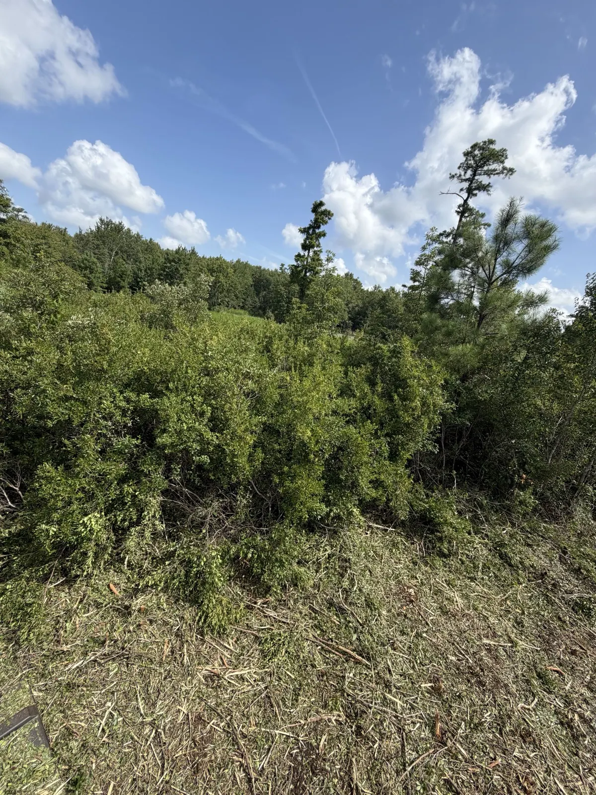 Overgrown brush before clearing on a property near Longs SC