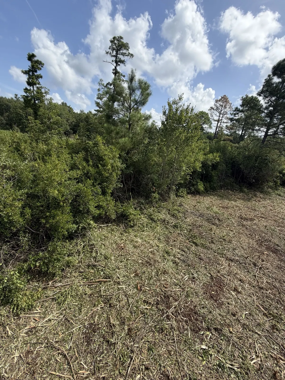 Overgrown lot with thick brush before clearing in Horry County, South Carolina